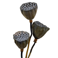 1 x Natural Preserved  Dried Large Lotus Pod