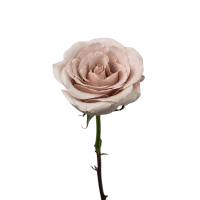 3 x  Quicksand Reflexed Roses