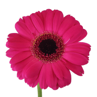 3 x Hot Pink Mini Gerberas