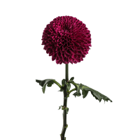 1 x Burgundy Coloured Disbuds