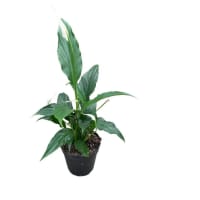 1 x  Potted Peace Lily Plant