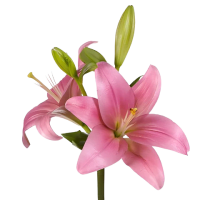 1 x Pale Pink La Lilies