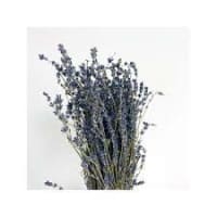 1 x Blue Preserved Dried Sea Lavender Or Misty