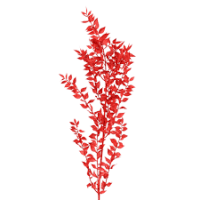 1 x Red Preserved Dried Ruscus