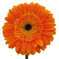 1 x Orange Gerberas