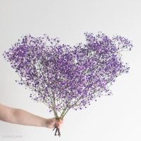 1 x Purple Gypsophila/Babys Breath