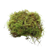 1 x Green Moss