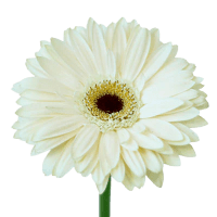 3 x White Mini Gerberas