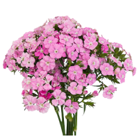 2 x Pale Pink Gypsy/Sweet William