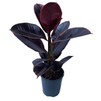 1 x  Potted Ruby Ficus 120mm