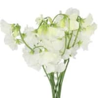 8 x White Sweet Pea