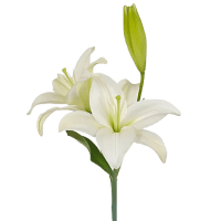 2 x White La Lilies