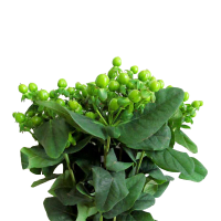 4 x Green Hypericum