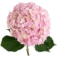 2 x Pink Hydrangea