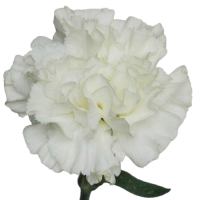 1 x White Carnation (Sim)