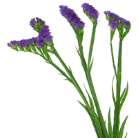 1 x Purple Statice