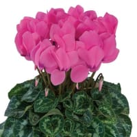 1 x Pink Potted Cyclamen 180 Mm