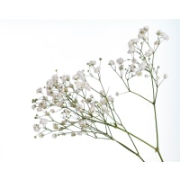 1 x  Half Stem Gypsophila