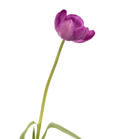2 x Purple Tulips
