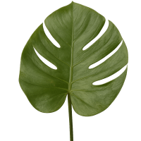 1 x Green Monsteria Leaf