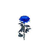 2 x Blue Coloured Disbuds