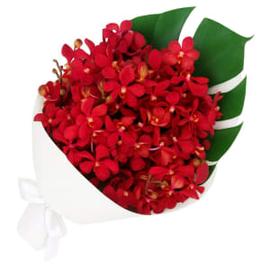Orchid Bunch - Standard