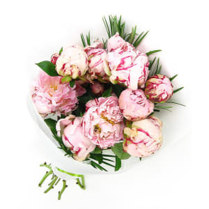 Peonies - Deluxe