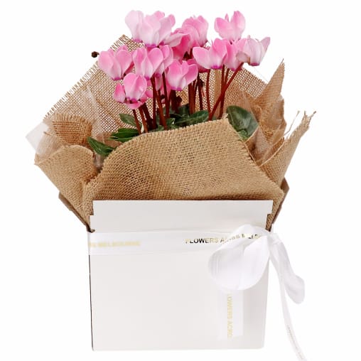 Gift Boxed Cyclamen
