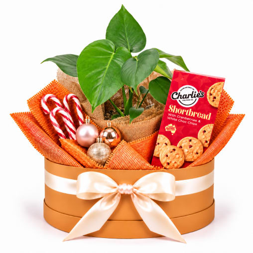 🎄🍪 Monstera & Christmas Treats Plant Hamper 🍪🎄