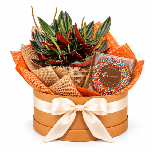 🌿🍫 Peperomia & Chocolate Delights Plant Hamper 🍫🌿