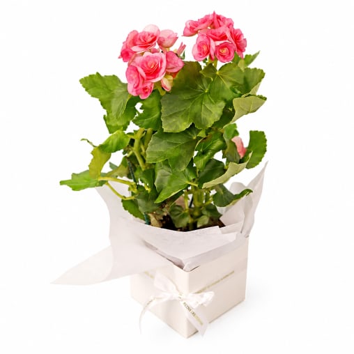 Botanical Beauty For Mum