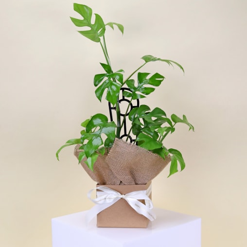 Gift Boxed Monstera Plant