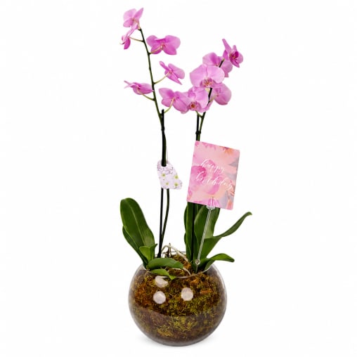 Birthday Orchid Plant In Glass Fish Bowl