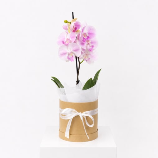 Graceful Orchid Plant