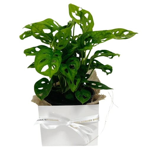 Monkey Mask Plant