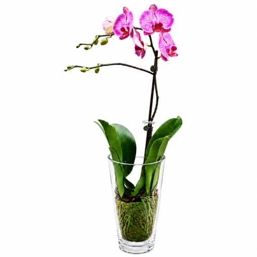 Soaring Orchid Colour