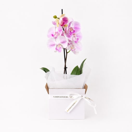 Orchid Elegance Box