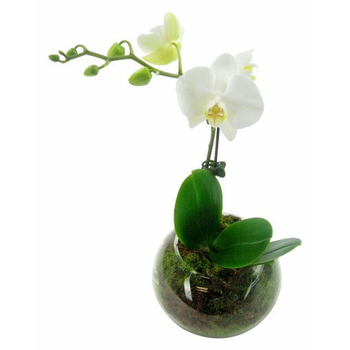 White Orchid Fishbowl