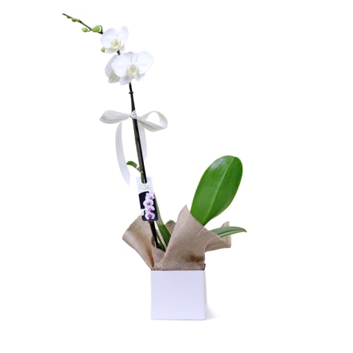Large Phalaenopsis Orchid