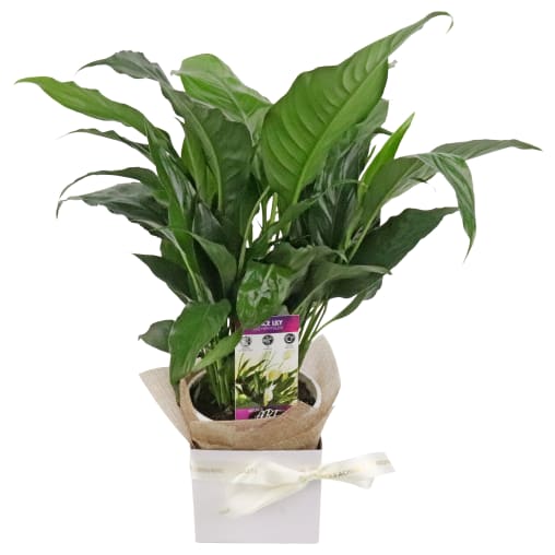 Peace Lily Gift Box