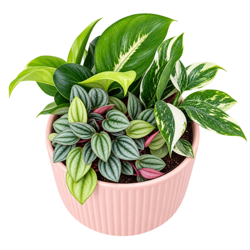 🌿🩷 Blushing Indoor Garden 🩷🌿