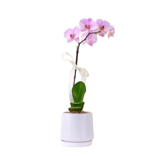 Orchid Splendor