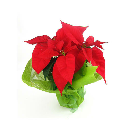 Xmas Poinsettia