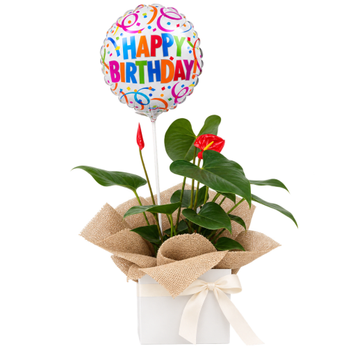 🎈🌿 Birthday Wishes Anthurium 🌿🎈