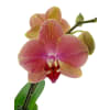 alternate arrangement view