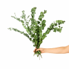 Dried Eucalyptus Gum Bunch - Standard (thumbnail 1 of 2)