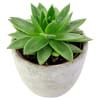 alternate arrangement view