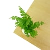alternate arrangement view