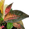 alternate arrangement view
