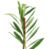 alternate arrangement view